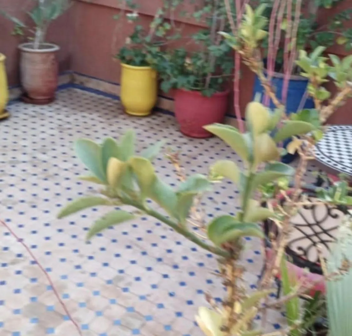 Charmant Riad Au Coeur De Marrakech Marrakesh Holiday home